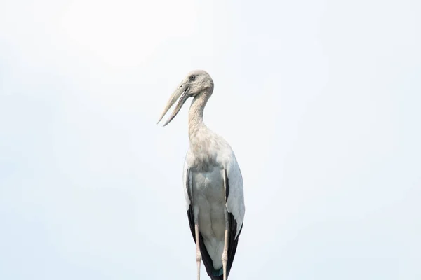 Asiatico Openbill Anastomus Oscitans — Foto Stock