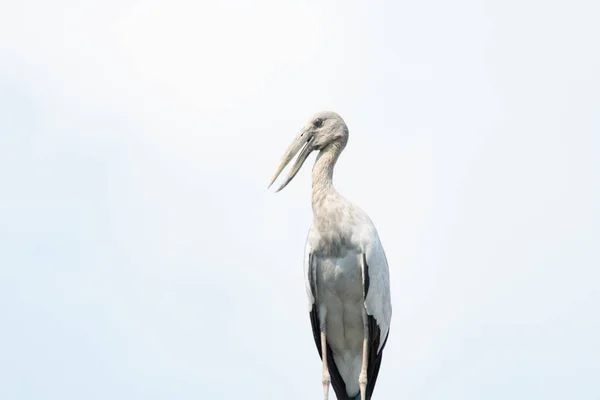 Asian Openbill Anastomus Oscitans — Stock Photo, Image