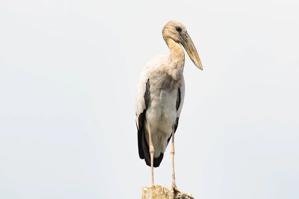 Asiatico Openbill Anastomus Oscitans — Foto Stock