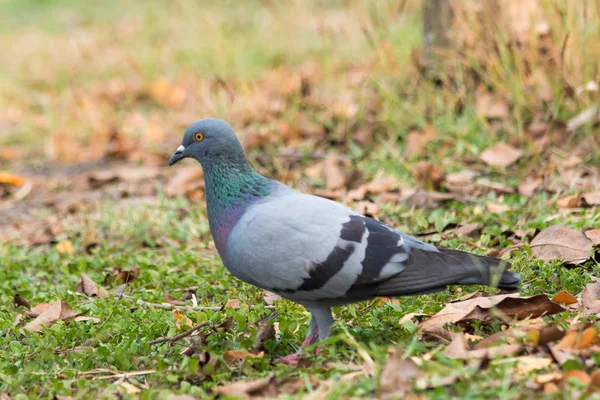 Taube auf dem Gras im Park, Felsentaube, Porträt einer Taube — Stockfoto