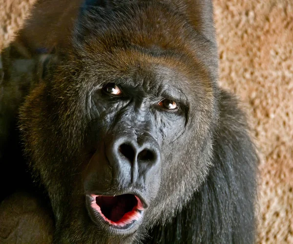 Hayvanat Bahçesi, en tehlikeli ve en büyük maymun erkek goril bir close-up portresi. Bir büyük maymun görünümünü. Portre kadar yakın .