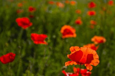 Güneşli bahar gününde kırmızı haşhaş alan.
