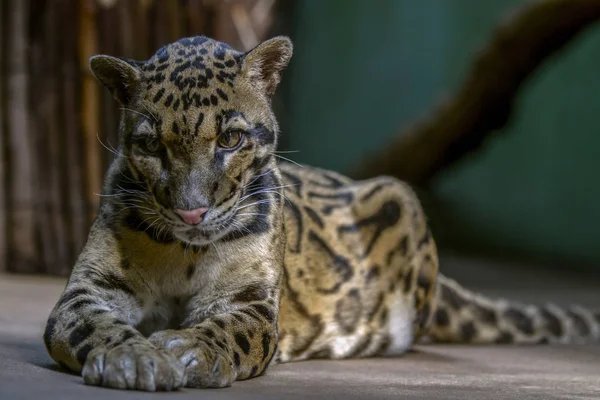 Portrait - Cloud Leopard yawning . Wild animal in zoo. Big spotted cat . Close up.