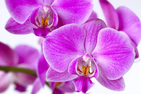 Güzel pembe Phalaenopsis orkide çiçekler, yumuşak odak beyaz zemin üzerine izole ve bulanıklık. fikir konsept tasarımı .
