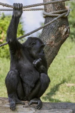  Tam uzunlukta Hayvanat Bahçesi yeşil zemin üzerine genç goril erkek portresi. Primat dünyanın en tehlikeli ve en büyük maymun. 