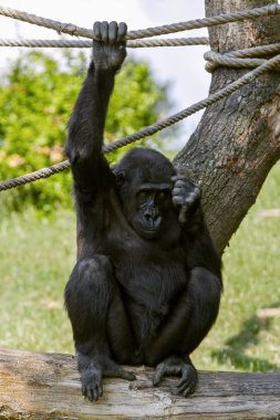  Tam uzunlukta Hayvanat Bahçesi yeşil zemin üzerine genç goril erkek portresi. Primat dünyanın en tehlikeli ve en büyük maymun. 