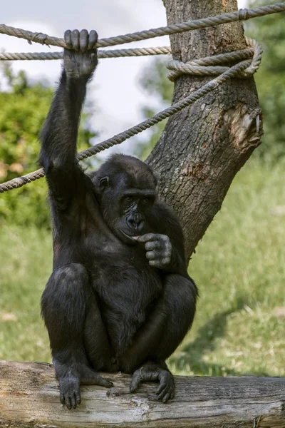 Portrait Complet Jeune Gorille Mâle Sur Fond Vert Dans Zoo — Photo