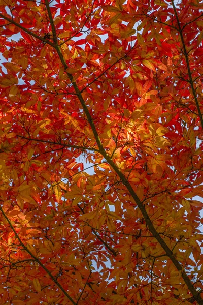 Gyönyörű Őszi Ága Vörös Lomb Őszi Természetes Háttér — Stock Fotó