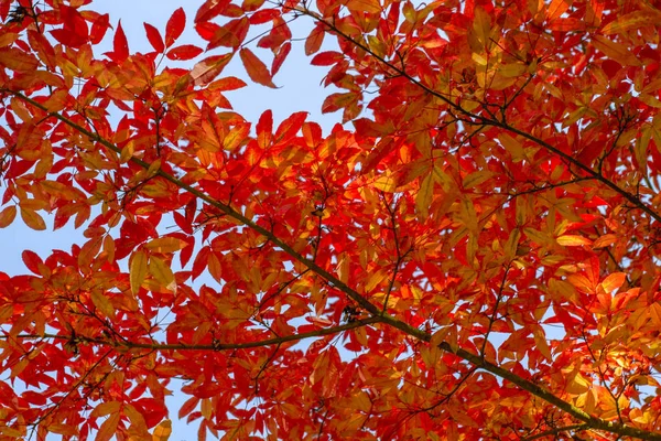 Gyönyörű Őszi Ága Vörös Lomb Őszi Természetes Háttér — Stock Fotó