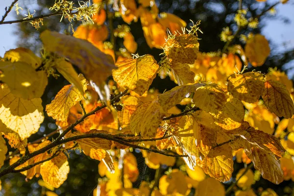 Belle Branche Automne Feuillage Jaune Fond Naturel Automne — Photo