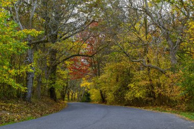 Sonbahar manzaralı yol sonbahar ormanın içinde. Renkli bir sonbahar ormanda yol.