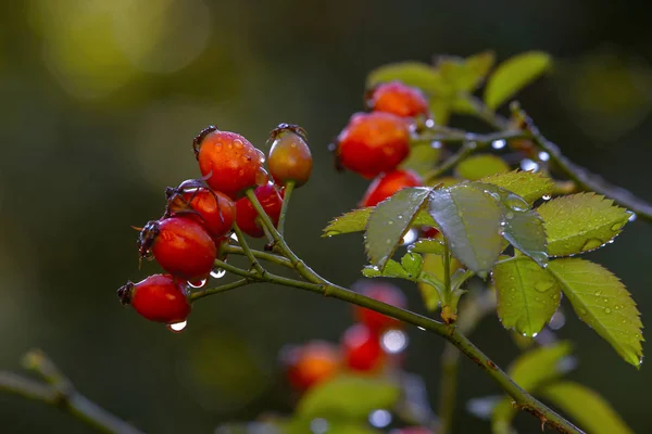 Baies Mûres Une Dogrose Sur Buisson Avec Beau Fond Flou — Photo