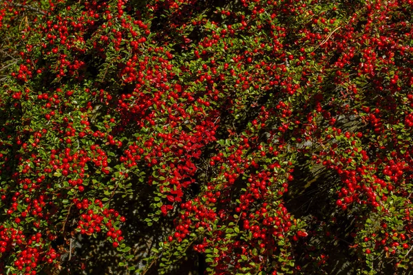 Beautiful Autumn Branch Red Ripe Berry Bush Background Autumn Natural — Stock Photo, Image