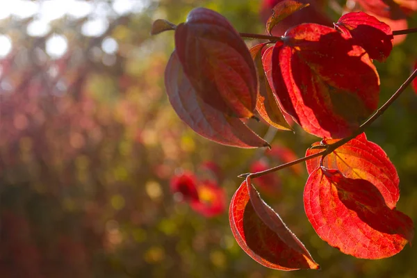 Осенняя Ветвь Красной Листвой Свободное Место Текста Баннер Осенний Природный — стоковое фото