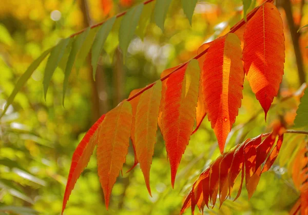 Beautiful Autumn Branch Red Foliage Sun Свободное Место Текста Баннер — стоковое фото