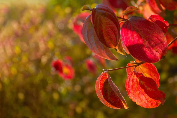 Beautiful Autumn Branch Red Foliage Sun Свободное Место Текста Баннер — стоковое фото