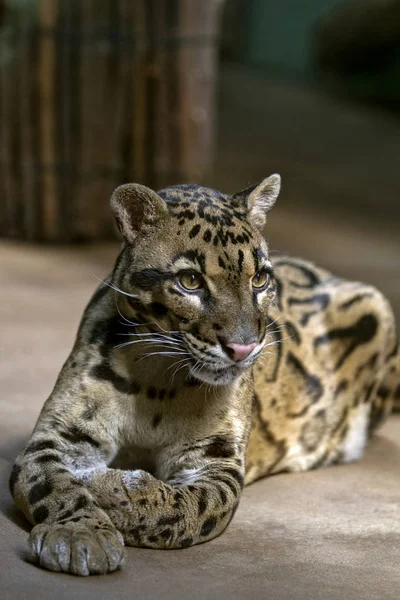 Portre Bulut Leopar Vahşi Hayvan Hayvanat Bahçesi Büyük Benekli Kedi — Stok fotoğraf