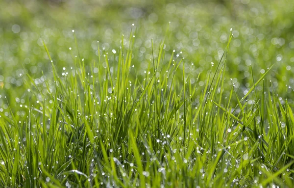 Manhã Primavera Ensolarada Orning Orvalho Grama Verde Bokeh Natural Brilhante — Fotografia de Stock