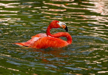  Suya sıçrayan tek bir kırmızı flamingo. Doğa habitat nice pembe büyük kuş.