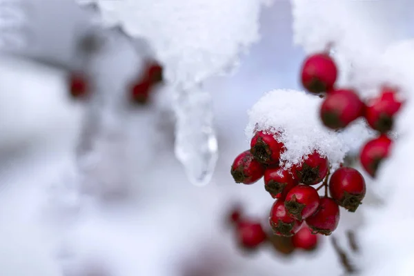 Paisagem Inverno Bagas Espinheiro Vermelho Arbusto Sob Neve Perto — Fotografia de Stock