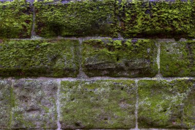  Eski duvar yosun kaplı. Eski taş duvar dokusu ile yeşil liken kaplı. Soyut sanat arka plan için. Metin ekleyin. Portre. 