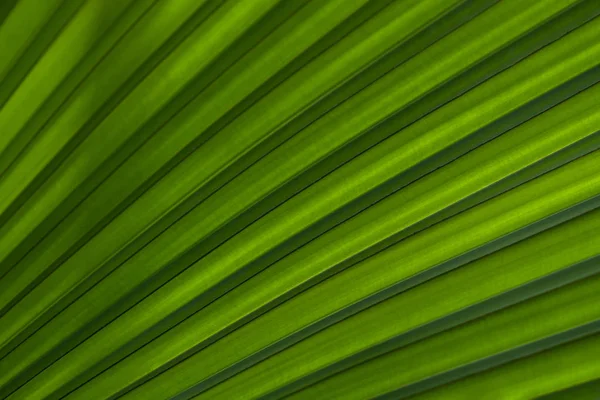Grüne Blattextur Als Hintergrund Textur Der Natur Abstrakte Bunte Hintergrund — Stockfoto