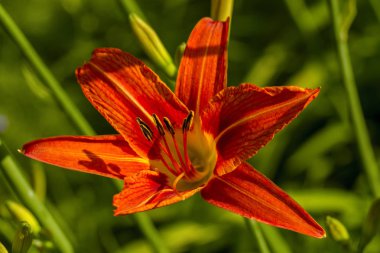 Görüntü tesisi Lilium bulbiferum. Yeşil arka planda çiçeklenme çiçek Turuncu zambak. Tasarım için doğa kavramı. Yakın çekim. Sığ derinlik. Tebrik kartı arka planı. Yatay arka plan.