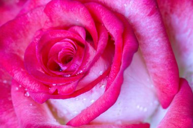 Çiy damlaları ile pembe gül Arka plan . Yumuşak makro çekimi nin kullanılması. Tasarım için doğa konsepti. Tebrik kartı arka planı. Yatay arka plan.