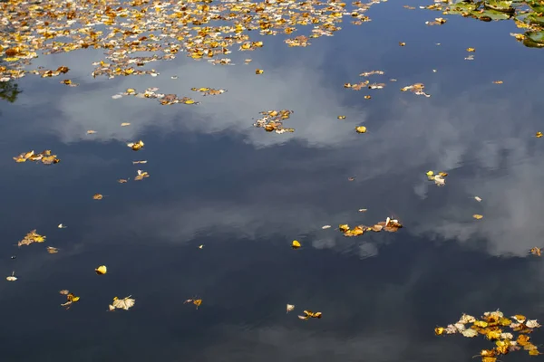 Вода Абстрактный Фон Осенью Опавшие Листья Воде Yellow Blu Colour — стоковое фото