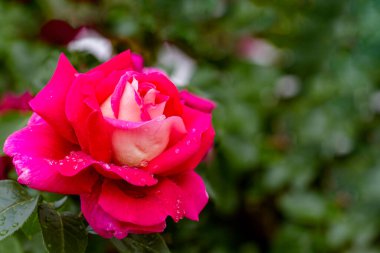 Yeşil zemin üzerinde su damlaları olan pembe bir gül. Yumuşak makro pozlar kullanılıyor. Metin tasarlamak veya eklemek için doğa konsepti. Aşk, düğün kutlaması, soyut bir geçmiş. Yatay arkaplan.