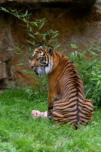 Portrait Rare Tigre Sumatra Habite Île Indonésienne Sumatra Tigre Manger — Photo