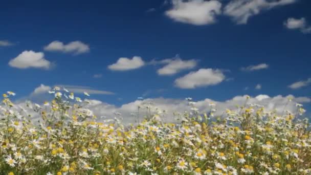 Camomilas Brancas Contra Céu Azul Manhã Verão Sobre Camomila Campo — Vídeo de Stock