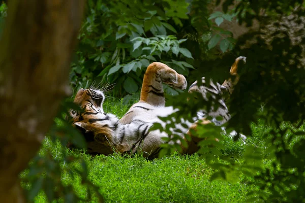 Nadir Bulunan Sumatra Kaplanı Portresi Endonezya Nın Sumatra Adasında Yaşıyor — Stok fotoğraf