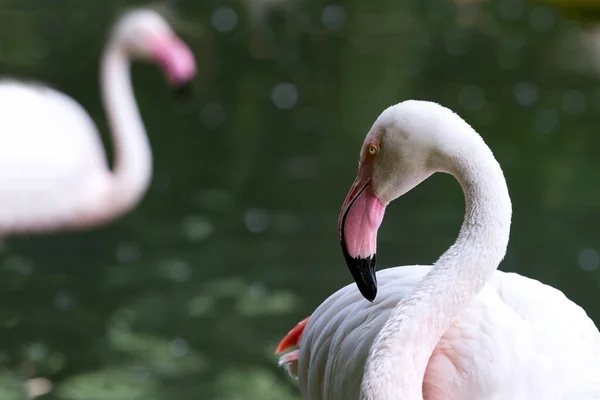Pink Flamingos Green Water — Stock Photo, Image
