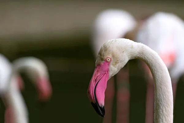 Flamingo Portrait Pink Flamingos Dark Water — Stock Photo, Image