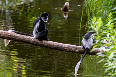 Colobus Maymunları suyun üstündeki ağaçta oturuyorlar. Vahşi yaşam hayvanı. (Colobus guereza).