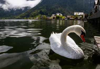 Hallstatt, Avusturya. Rıhtımda beyaz kuğu kuşları. Hallstattersee Gölü manzarası ve Alplerin zirveleri. Avusturya 'da turizm. Alpler popüler bir turizm merkezidir. Avrupa.