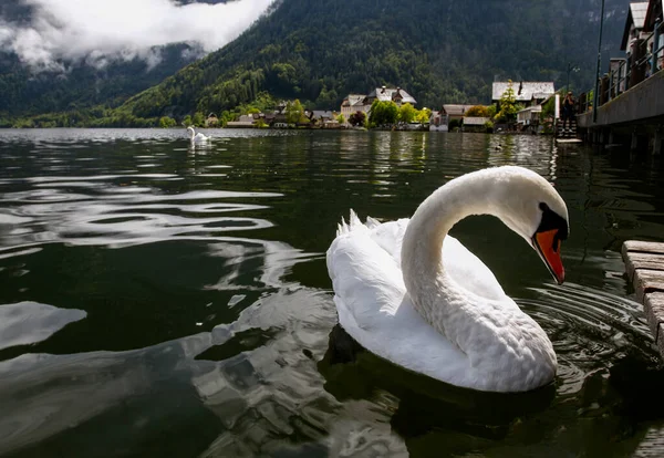 Hallstatt, Avusturya. Rıhtımda beyaz kuğu kuşları. Hallstattersee Gölü manzarası ve Alplerin zirveleri. Avusturya 'da turizm. Alpler popüler bir turizm merkezidir. Avrupa.