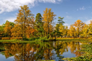 Güzel sonbahar manzarası. Sakin suya yansıyan sarı ağaçlar ve mavi gökyüzü. Güneşli bir günde sonbahar parkı. Avrupa.