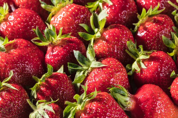 Berry background from a fresh strawberry texture closeup