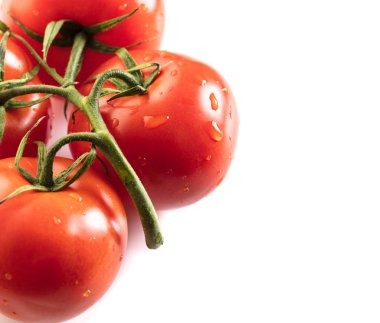 Beyaz izole arka planda Ripe domates şube