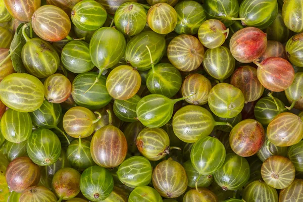 çilek Bektaşi doku kökenli gıda