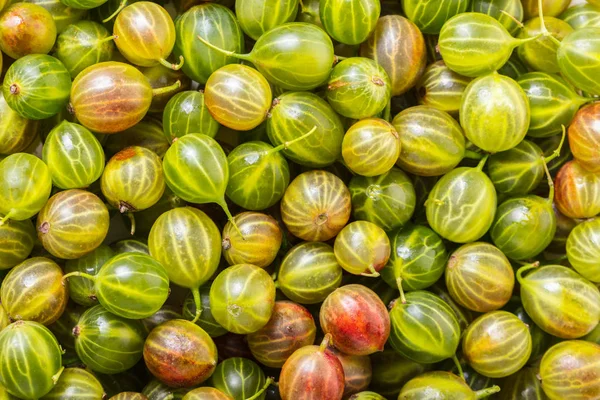 çilek Bektaşi doku kökenli gıda