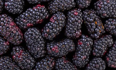 Bir böğürtlen yakın çekim soyut Berry arka plan dokusu