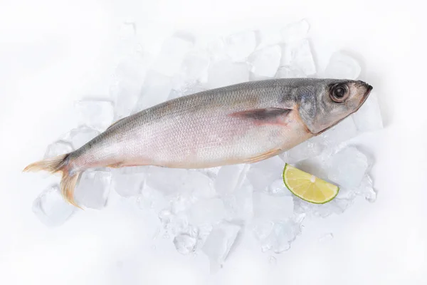 çiğ balık buz üstünde bir dilim limon ile yalan