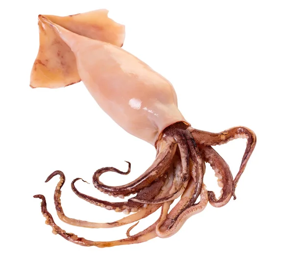 Raw Squid Close Bílém Pozadí Izolované — Stock fotografie