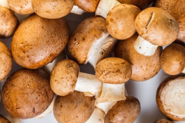 yemek arka plan doku şampanyalar mantar