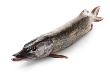 beyaz izole arka plan üzerinde çiğ pike balık