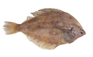 taze çiğ balık beyaz izole arka plan üzerinde pisi balığı