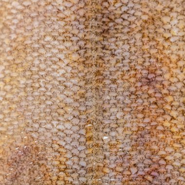 Gıda arka plan, pisi balığı balık doku closeup ölçeklendirir.